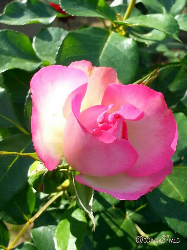 花音 嫉妬に狂わず あなたの言葉を信じる しとやかに微笑えみ あなたの帰りを待つことに 静かに待つ方が私に似合う そう思う バラ ｽﾄﾛﾍﾞﾘｰｱｲｽ 秘密 花言葉 愛を待つ しとやか Http T Co Tgabk0ot5i