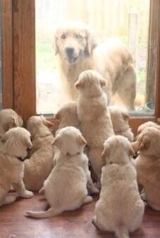 DankroftK9's tweet photo. Cualquier actividad en familia debe incluir al Golden Retriever, fomentando la interacción social.
Importante! http://t.co/b7Rdf82sYB
