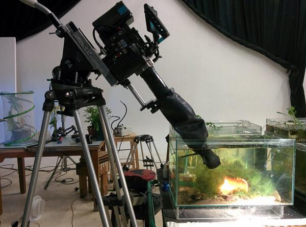 BuzzNutPr's tweet photo. Amazing developments in underwater filming: http://t.co/FwYSTGGbrs