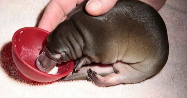 OMGFacts's tweet photo. 23 Adorable Babies That Will Melt Even The Stoniest Heart --> http://t.co/nq4EGJTQfl http://t.co/p3m7yS5uPX