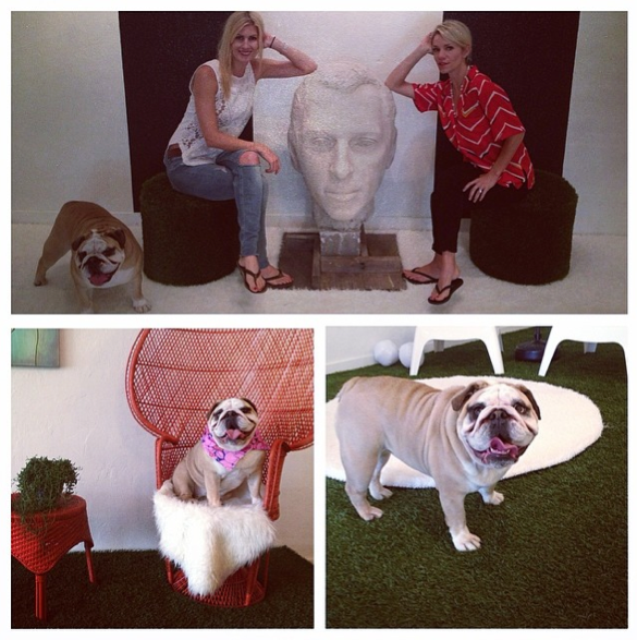 alwaysgreenerok's tweet photo. Lovely visit from @bhudacky and Leia this morning! http://t.co/35TQcG3Vbc