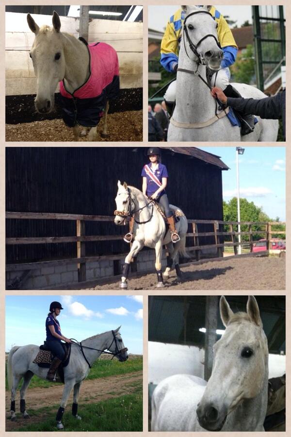 DaniACMorgan87's tweet photo. Sebastian #supergrey http://t.co/lGYuSsZjnz http://t.co/Vr57jFPrii