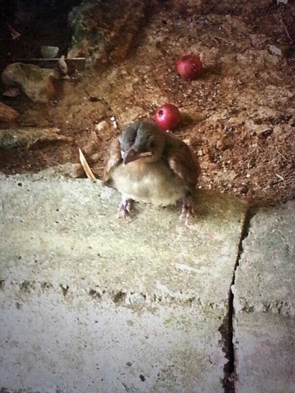 althea_18's tweet image. Saw this baby bird yesterday. I swear he/she started posing when I took his/her picture.

#BirdModel