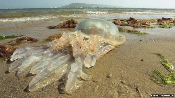 BBCNews's tweet photo. Dozens of jellyfish - some as big as wheelie bins - wash up on Dorset beaches http://t.co/xUU9OWn2zh http://t.co/xXG27cPFTk