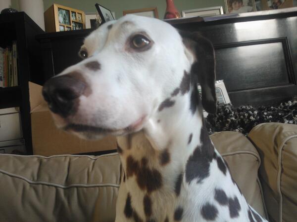 PoppyDogBlog's tweet image. So I'm trying to revise and this face is all i can see