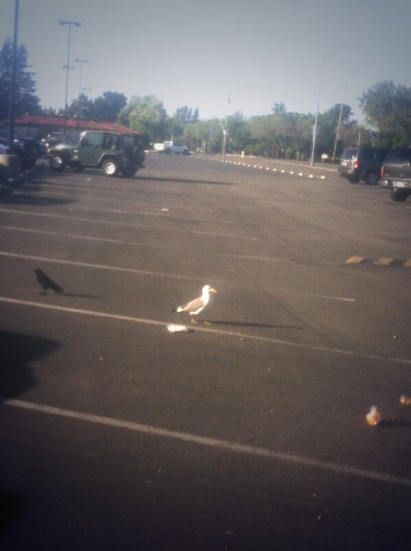 SchoolOfBirds's tweet photo. PUBLIC SERVICE ANNOUNCEMENT: Littering at Amador kills #BirdsOfAmador /disrespects our school. Show some damn respect http://t.co/KnzxzFo8uP