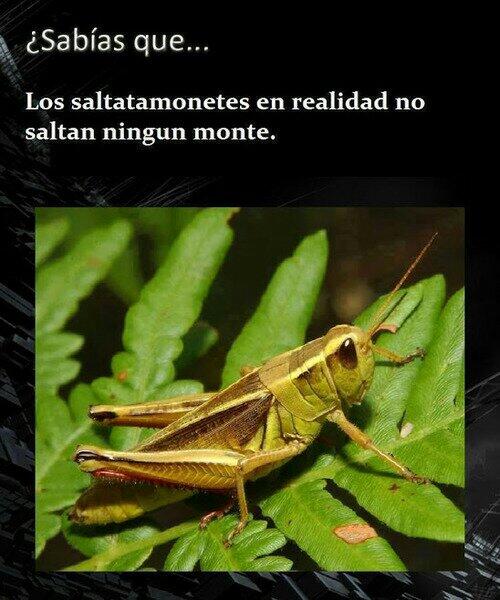 интересные факты о кузнечиках. доклад про кузнечика. кузнечик 3 класс. сообщение о кузнечике. доклад о насекомых.