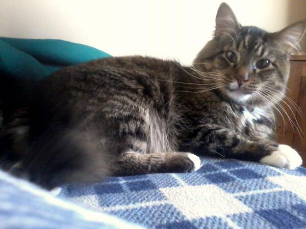 jackmaximus420's tweet photo. Meow! Here's a picture of me! @clubimusmaximus @mysuspense @LADYXSUEBEE @shelovespunk @bonmyster @mommaV511 http://t.co/rOKMHcbCtT