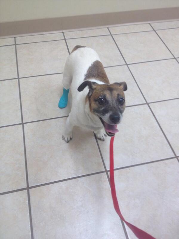 JesterRussell's tweet image. Back at the vet. Ripped my toenail out chasing a squirrel. Least it's not broke and I'll catch him in a couple days