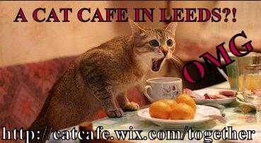 Cat Cafe Leeds CatCafeLeeds Twitter Cat Cafe Leeds CatCafeLeeds Twitter