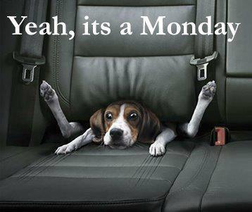 Happy Monday. Don't worry, beagle it will pass.  #beagle #dogs