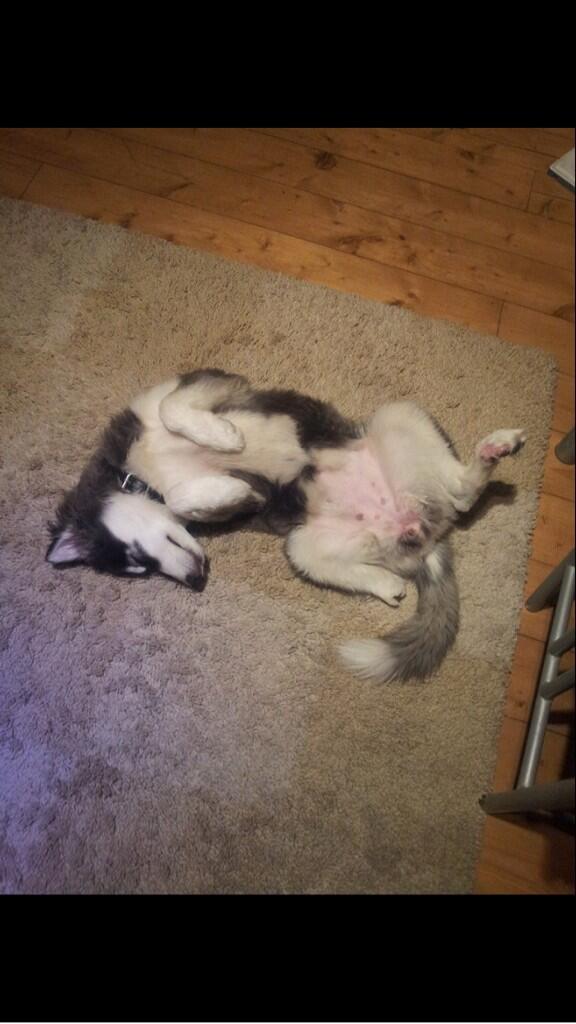 <a href="/fitzpatrickref/">Fitzpatrick Referrals</a> This is Bella ,our little rescue girl , she was born with the defect of a missing foot