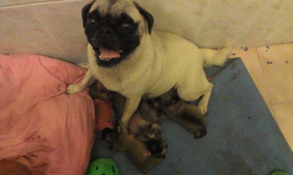 garza_le's tweet photo. Cada día más grandes los peques!!!! :* @97Dianal http://t.co/6TLa2NDtNT