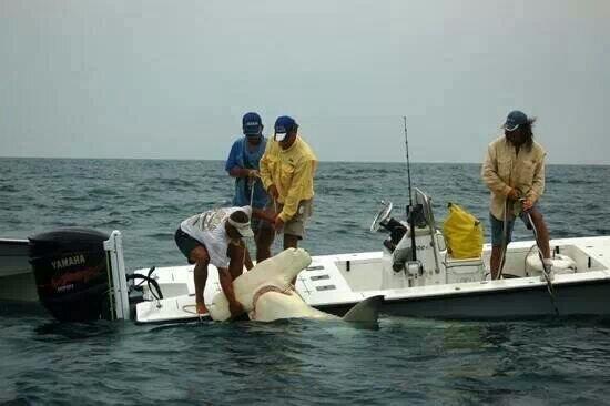 bradjarthur's tweet photo. Not entirely sure what these guys are planning to do once they actually load that beast... #needabiggerboat http://t.co/2UY4xFM59V