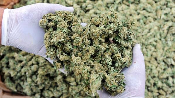 CP24's tweet photo. Bermuda lawmakers to study report urging the easing of marijuana laws
http://t.co/a5HT62YuQU http://t.co/5hQwi3vQY8
