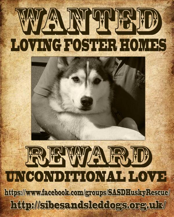 <a href="/Mark5Wright/">Mark Wright</a> Can you please follow us &amp; retweet We urgently need foster homes for dogs waiting to come into rescue