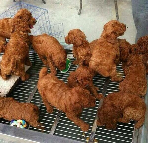 kburton_25's tweet photo. RT IF YOU THOUGHT THIS WAS FRIED CHICKEN AT FIRST 😭😭 http://t.co/QT1IneVWqm