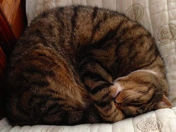 Pingoo_The_Cat's tweet image. #MISSING #Cat Max @HelpMeFindMax from #Pimlico since April 30 Have U seen him?(see photo) #lost #cats #HelpFindThem