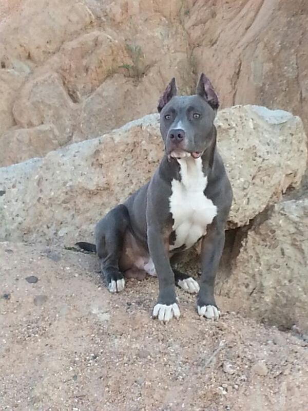 antonioalbur's tweet photo. Esto es un perro competente señores jjjj http://t.co/oKEOsI0sJT