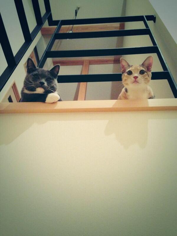 cat_p_bot's tweet photo. https://t.co/gC003nAOsN