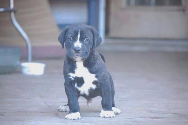 AngelsofFur's tweet photo. Adopt an angel free on 5-31 &amp; 6-1 Sponsored by @MaddiesFund
Visit all our adoptable angels @ http://t.co/ZqQevXYtFJ 👼 http://t.co/AfLp6fGBZu
