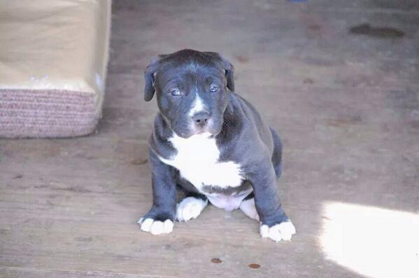 AngelsofFur's tweet photo. Adopt an angel free on 5-31 &amp; 6-1 Sponsored by @MaddiesFund
Visit all our adoptable angels @ http://t.co/ZqQevXYtFJ 👼 http://t.co/AfLp6fGBZu