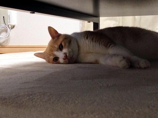 cat_p_bot's tweet photo. https://t.co/fWYDIv4QXQ