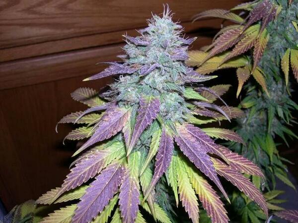 JackHerer952 tweet picture