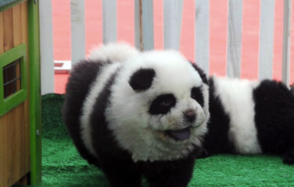 Les chiens panda, la nouvelle folie chinoise BneuAvHCIAAavbD