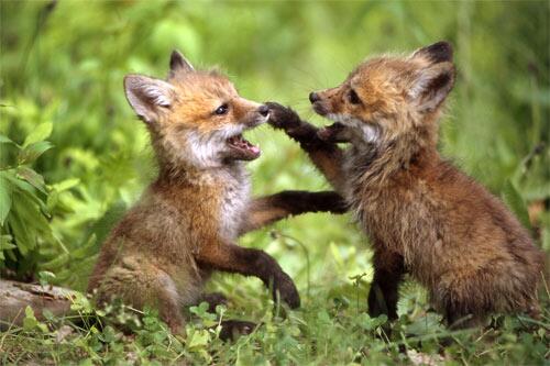 Group Of Foxes Called 73