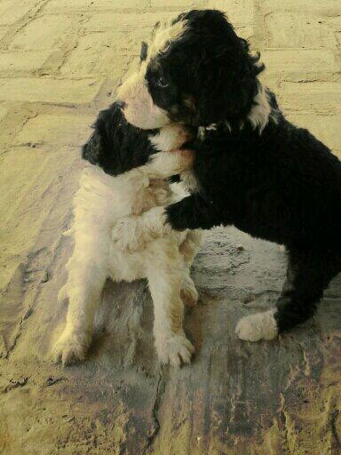 ConsueloBoceta's tweet photo. Se regalan cachorritos!!!! Son perros de agua!!los dejaron abandonados @Ecija_Sevilla RT por favor http://t.co/EWFzAYqMCB