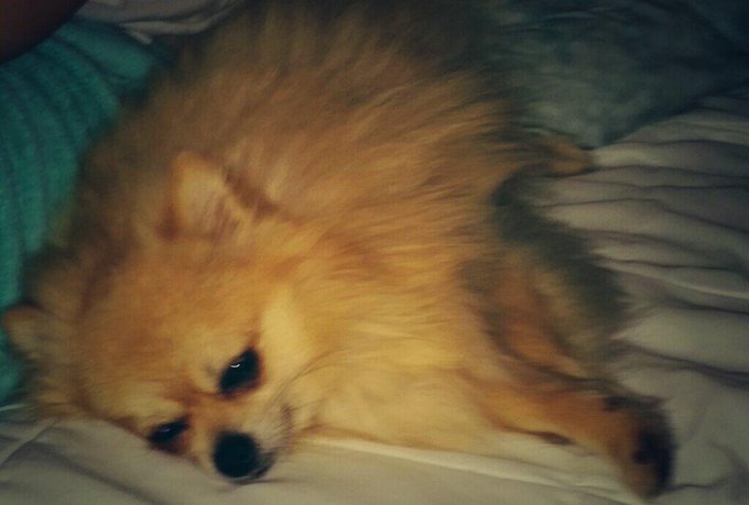 Damen all tuckered out cuddling next to my sister :) so happy and so tired. I'll finally be able to sleep<a href="/tag/cutestthingever"class="tags"><span>#cutestthingever</span></a>