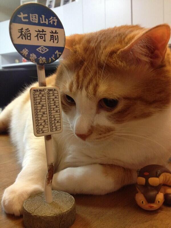 cat_p_bot's tweet photo. https://t.co/UZ2Xspedox