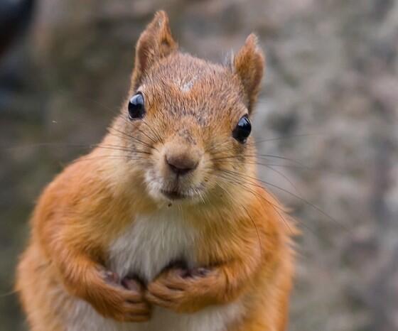 SquirrelsOnly's tweet photo. Are you talkin to me? #squirrel http://t.co/lWcD3CEYvz