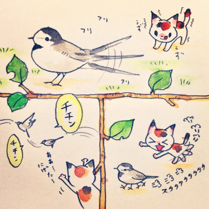愛鳥絵日記「ハクセキレイ」:いつもおしりをふりふりしている。追いかけると走って逃げる。とうとう追いつめられるとチチンチチンと鳴きながら飛ぶ。かわいい! 