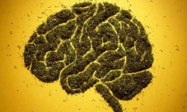 GrowLandiaOFI's tweet photo. Investigadores dicen que la marihuana puede proteger al cerebro del envejecimiento http://t.co/HZU7BMmDFn http://t.co/wAyM9CSaFT