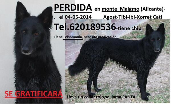 Wifreee's tweet photo. @carmenalcayde  Hola Carmen, nos haces un RT? Estamos buscando a esta campeona, nos ayudas? Gracias http://t.co/crsmY0WeJk