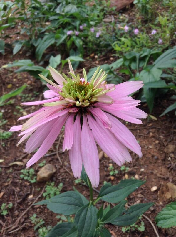 We have this Echinacea 'Double Decker' in the garden as a trial. Do you think it would do well in retail nurseries?