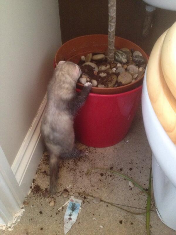 TheWilma's tweet photo. Bit of gardening today, no carpet down in the bog so thought, "why not"? http://t.co/iO9F1Rkfj0