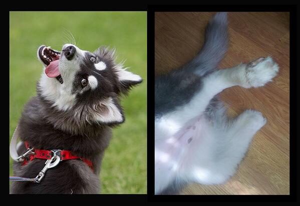 <a href="/derek_acorah/">Derek Acorah (Memorial)</a> Bella 6mth old rescue husky needs a prosthetic paw,she was born without one Can you please help/retweet