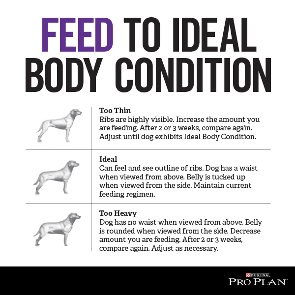 ProPlan's tweet photo. Is your dog in ideal body condition? http://t.co/7wUwxfdjEK