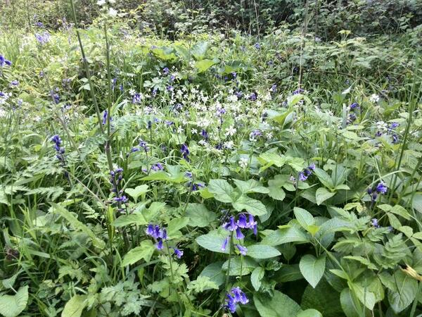 mushutehk's tweet image. If I was a fairy, this is where I&apos;d live....if it weren&apos;t for those damn noisy goblins next door #ImaginaryProblems