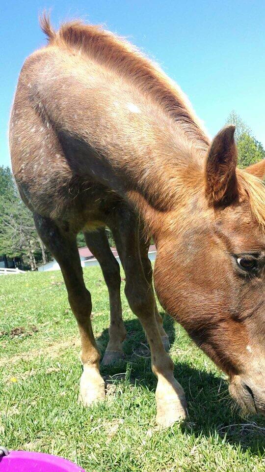 Horses can always change a girls life around🐴👌💖 @nikealeedawn
