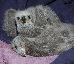 MaineVisitors's tweet photo. Good...RT @PressHerald: Two Maine eaglets in good hands after mom falls ill.  http://t.co/R0RAw7Kpiy http://t.co/qOujBgYYBU