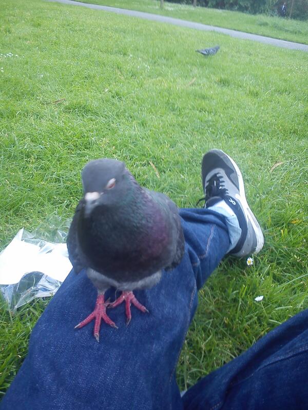 SharonMelaniex's tweet image. “@ActualJamBaxter: Pigeons getting too brave these days I sense an uprising http://t.co/fa9NyK0ImS” 😭😭😭