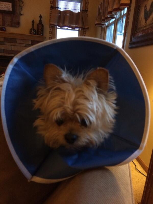Looking at Toby makes me realize I am having a pretty good day 😄#wcpetm #inspiredbypets
