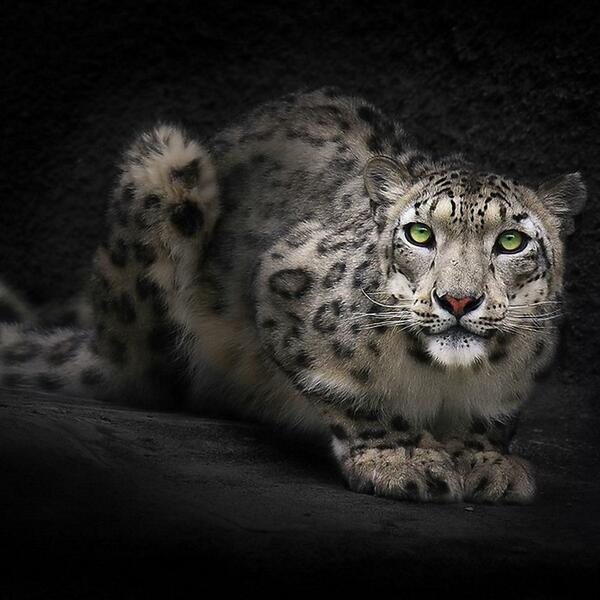 NaturPictures's tweet photo. Leopardo de las Nieves de ojos verdes. http://t.co/GtHIKHSYM7