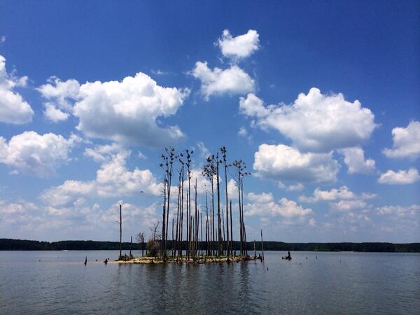 WBIRHeather's tweet image. First lake day of the year! I think we found bird island #JordanLake #strangebeauty