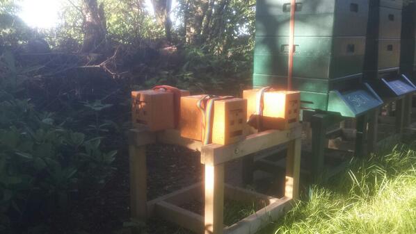 quupDesign's tweet image. 3 nieuwe bijen volkjes in wording.
Met raszuivere koningin.
Morgen gaat ze op bruidsvlucht!