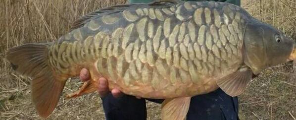 A fully scaled #Norfolkcarp, from a 6acre lake in the heart of Norfolk
#carpfishing
#carpcrew
#carp